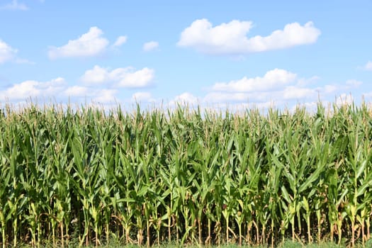 The maize is not only grown for food production or animal feed but also as energy maize for biogas production in biogas plants.