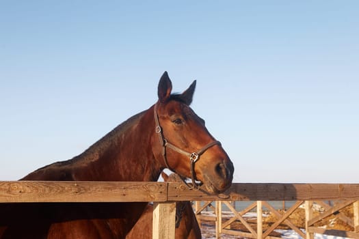 Dark bay horse walks in a levada in a leather halter. The mare looks over a wooden fence. Walk outside on a sunny winter day. Equestrian theme.