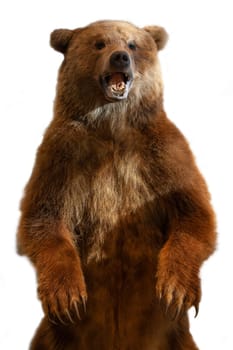 Taxidermy of a Kamchatka brown bear on white background