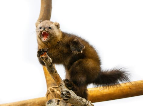 The Arctic Fox Alopex Lagopus threatens on a tree branch