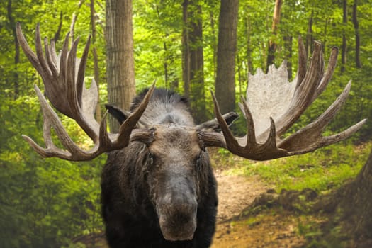 Closeup of a large male moose buck standing in a forest on Kamchatka
