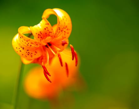 Martagon lily Sunny Morning Nicotine . Lilium martagon flower closeup.