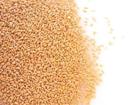 Wheat grains isolated on white background, top view