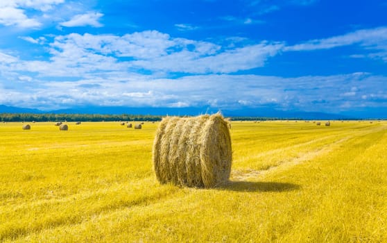 big round bales of straw in the meadow