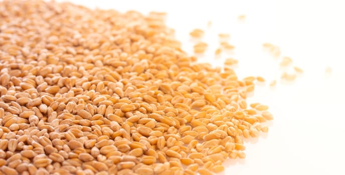 Wheat grains isolated on white background, top view