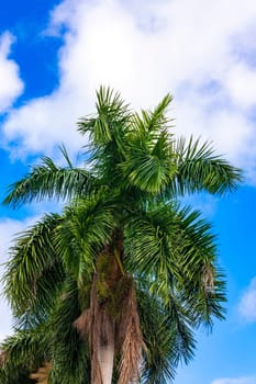 The Palm tree and blue sky in Chana
