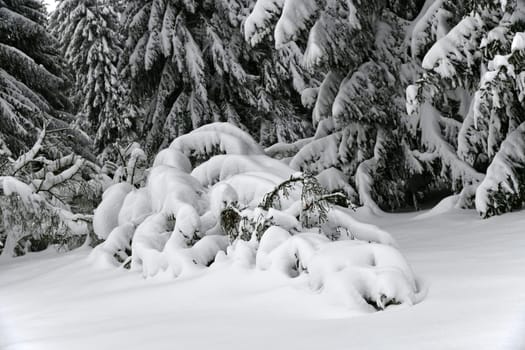 winter landscape