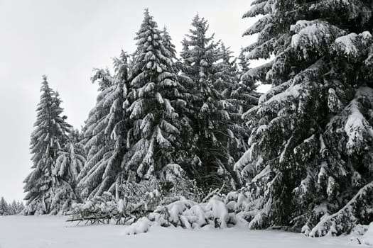 winter landscape