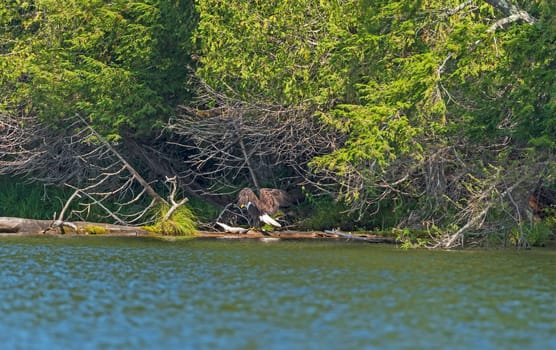 Bald Eagle Stretching Its Wings on the Shore on Crooked Lake in the Sylvania Wilderness in Michigan