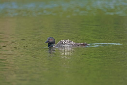 Common Loon Patrolling a North Woods Lake in the Sylvania Wilderness in Michigan