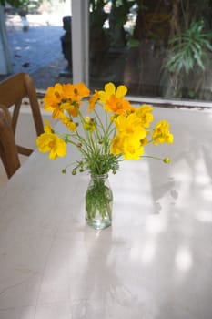 Close-up of yellow starburst flowers .