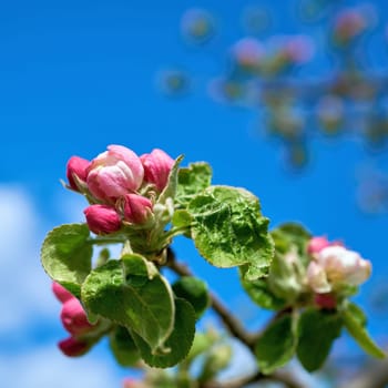 Blossom on apple tree in spring in a garden