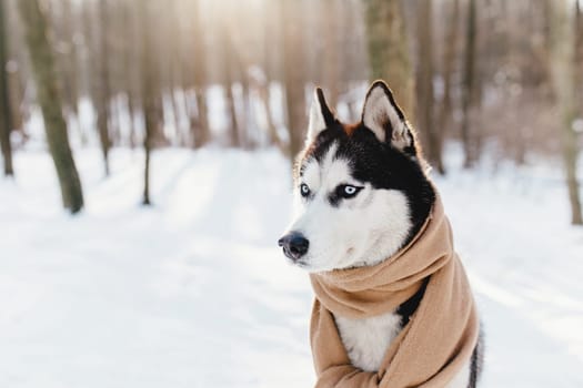 Husky wrapped in a scarf in a snowy forest. High quality photo