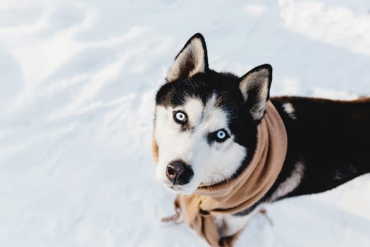 Husky wrapped in a scarf in a snowy forest. High quality photo