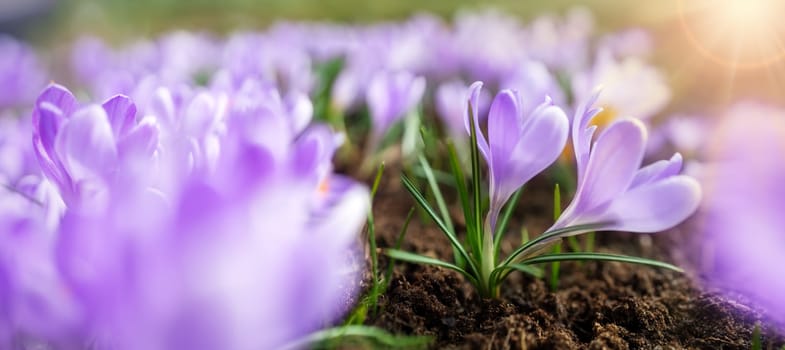 Closeup view of the spring flowers in the park. Crocus blossom on beautiful morning with sunlight in the forest in April