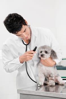 Vet examining a dog with an otoscope