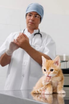 Vet injecting a cat