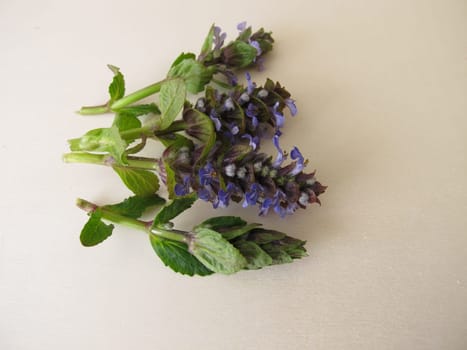 Healing herbs, blue flowering bugle on a wooden board
