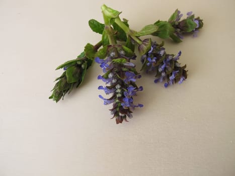 Healing herbs, blue flowering bugle on a wooden board