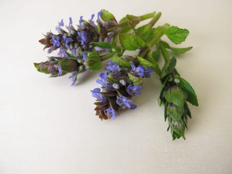 Healing herbs, blue flowering bugle on a wooden board
