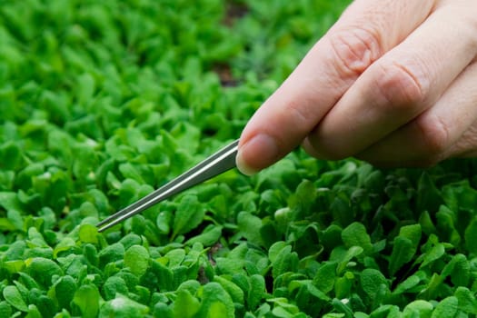 Female scientist researching on plants in a laboratory