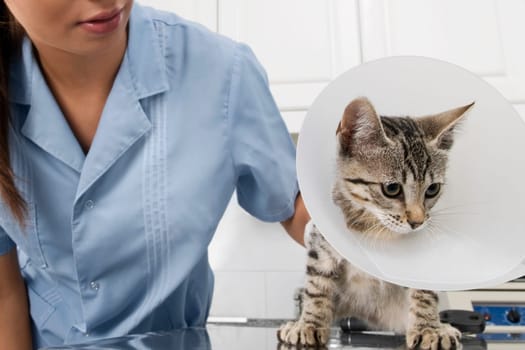 Female vet examining a cat