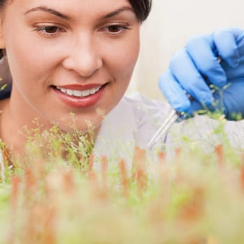 Female scientist researching on plants in a laboratory