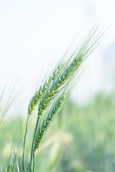 Ear of wheat in the field. Barley grain hardy cereal that has coarse bristles extending from the ears chiefly for use in brewing and for flour
