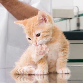 Cat licking its paw