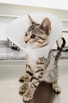 Cat wearing a protective collar