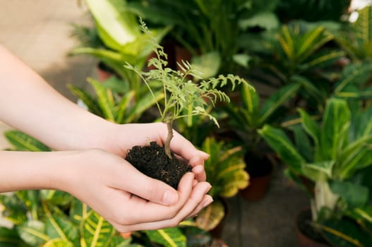 Woman holding a sapling in a greenhouse