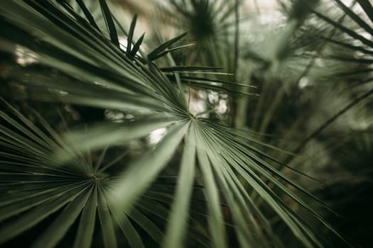 Green palm leaves with bokeh photo effect. High quality photo