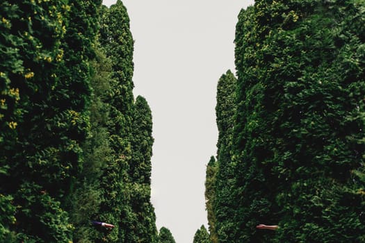 High trees walls around the forest path. Blurred background. High quality photo