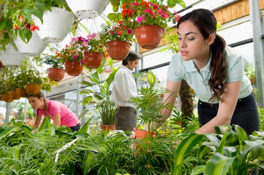 Customers choosing plants in a greenhouse