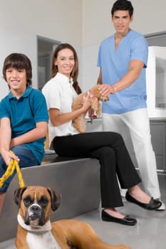 Pets with their owners in a veterinary hospital