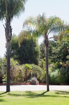 Palm trees in a park