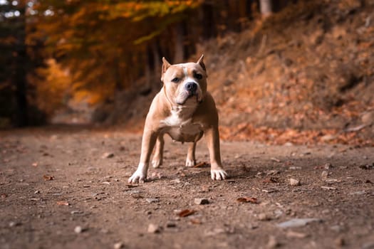 American Bully Female standing on the garden in autumn