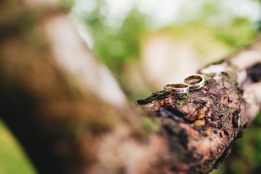 Wedding rings lie on a tree branch. High quality photo