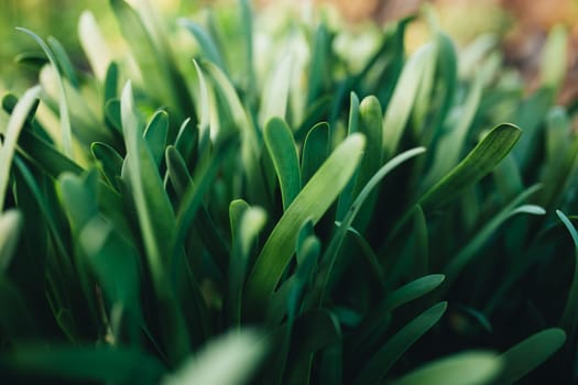 Small fresh green garlic leaves with macro effect. High quality photo