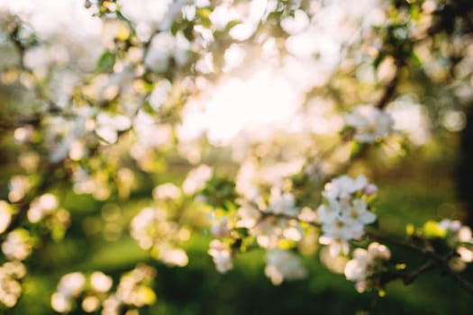Apple buds bloom in spring. Apple blossom. Spring garden. Blurred background. High quality photo