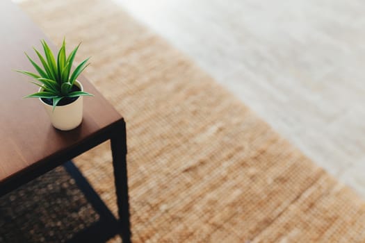 Cactus on the coffee table in interior. Terracotta carpet. Blurred background. High quality photo