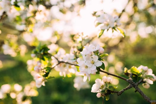 Apple buds bloom in spring. Apple blossom. Spring garden. Blurred background. High quality photo