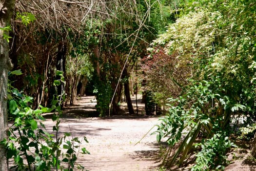 Dirt road in a park
