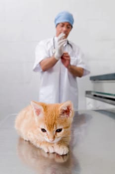 Cat sitting with a vet in the background