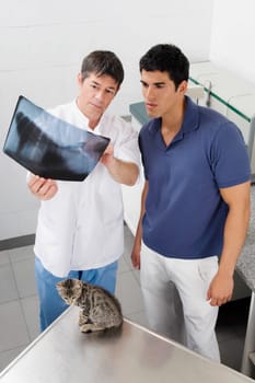 Vet examining a catŽs x_ray