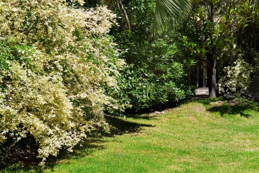 Trees in a park