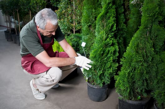 Man working in a greenhouse