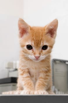 Close_up of a cat sitting in a veterinary hospital