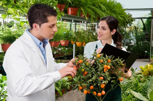 Scientist examining a plant in a greenhouse