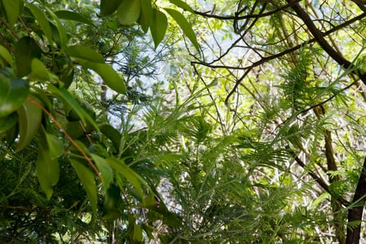 Low angle view of trees